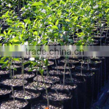 Plastic poly plant bag for tree seedling