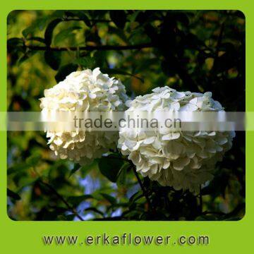 Wihte color preserved hydrangea flowers as decoration for wedding