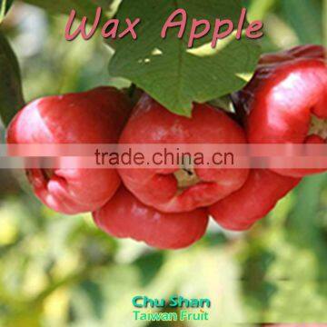 2016 Hot Sale Wax apple