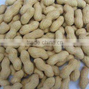 Supply Healthy Snack Roasted Salted Peanut kernels