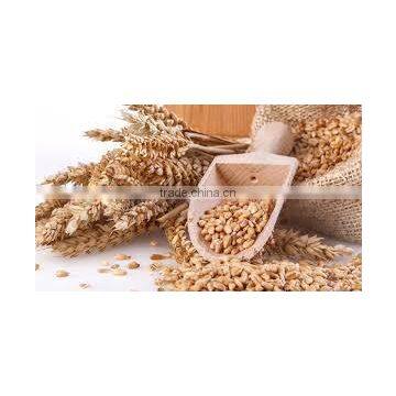 wheat starch