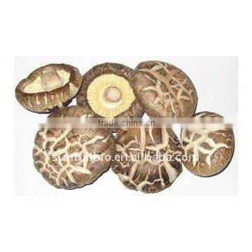 Lentinula edodes Dried Powder