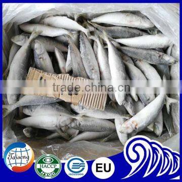 Frozen Seafoods Round Scad Fish For Canning