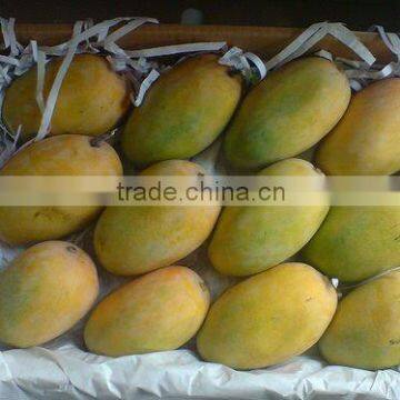 Fresh Alphonso and Kesar Mangos