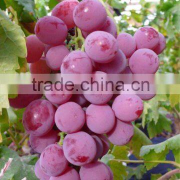 2012 red fresh yunnan grape (Bangladesh market)