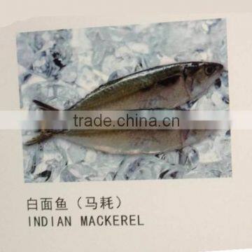 2016 new coming frozen Indian fish for sale