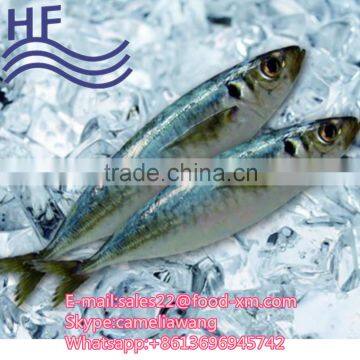 frozen indian mackerel exporter sell horse mackerel