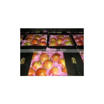 Wholesale Rate Egypt Pomegranate