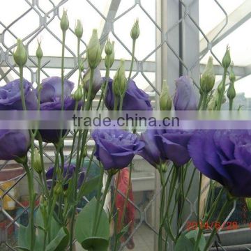 Sale Lisianthus flower seeds Eustoma grandiflorum seeds for planting