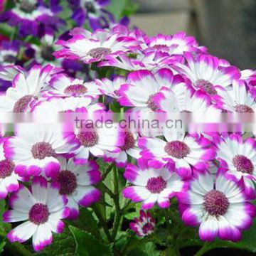 Cineraria Seeds Gardening Flower Seeds For Growing