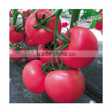 Hybrid F1 Tomato Seeds Red Princess No.7