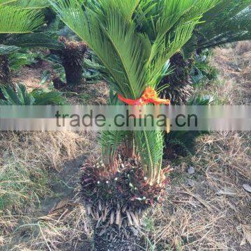 Multi-head Cycas Revoluta