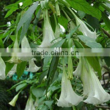 Bulk Supply White Crystalline Scopolamine-Powder-99% photo-3