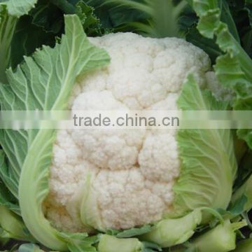 Strong growth newly hybrid F1 cauliflower seeds MASCOT 70