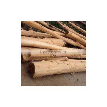 Vietnam Acacia Log! Logs for construction