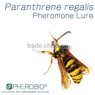 Pheromone Lure for Paranthrene regalis, Sex Pheromone Attractant
