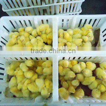 Plastic transport chicken cages / run cage for chicken