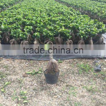 Ficus Microcarpa Ginseng Bosnai photo-5