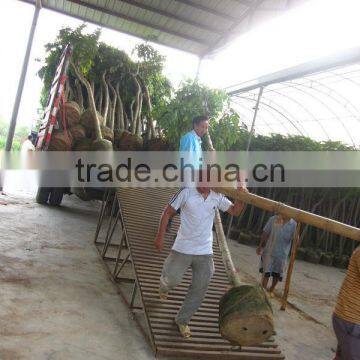 Spathodea Campanulata Nursery photo-4