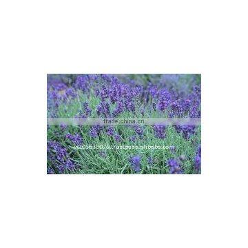 100% Natural Lavender Oil