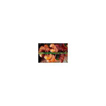 Ganoderma Lucidum Extract