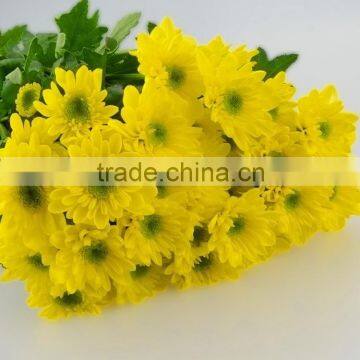 Love theme antique chrysanthemum yellow