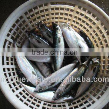 High Grade Land Frozen Mackerel