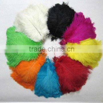 Ostrich Feather