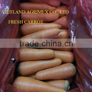 H2016 HIGH QUALITY CARROTS FOR EXPORT