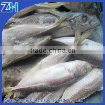 all types of frozen seafood price for iqf horse mackerel fish