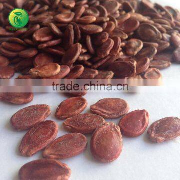 Chinese red hybrid melon seeds