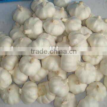 new crop fresh pure white garlic