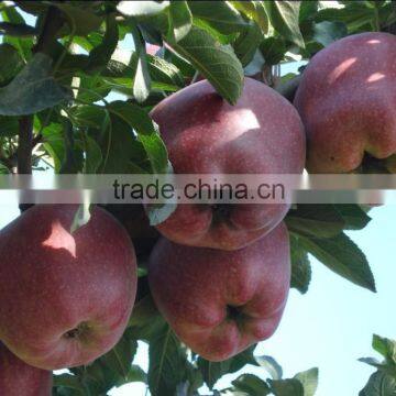 Fresh Tianshui Huaniu apple