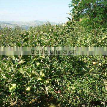 2015 China Green Apple Gala photo-4