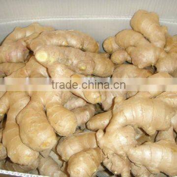 Organic Ginger Root at China Ginger Market Price