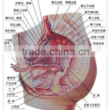 Artpaper Medical wall chart--Female pelvic bood vessel