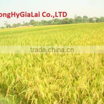 RICE 100% BROKEN photo-3