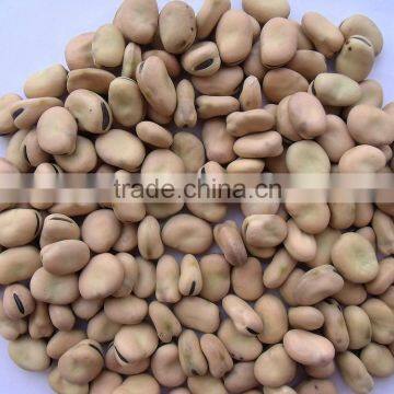 Market Price Broad Bean photo-6