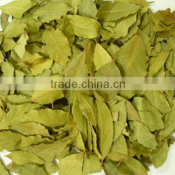 Laurel Leaves Bay Leaves Powder Laurel Leaves Powder Bay Leaves Oil Laurel Leaves Laurus nobilis, Lauraceae