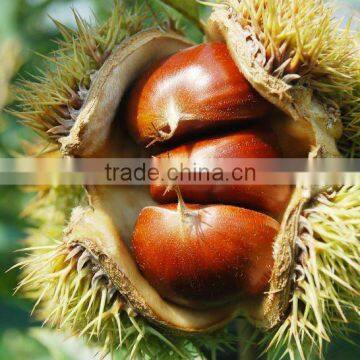 Organic food (chestnut )