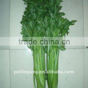 Chinese fresh celery (New crop)