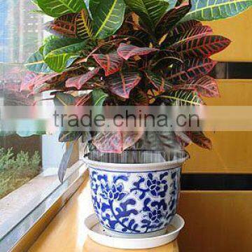 Nursery Direct, Real Codiaeum Variegatum multi-colour Bonsai, Pot Plant