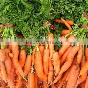 Best Quality 1%,10%, 20%, 25%, 30% Beta Carotene Powder and Granules photo-2