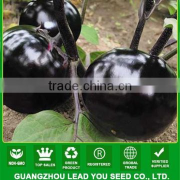 NE07 Yuanyuan round shape black eggpalnt seeds factory