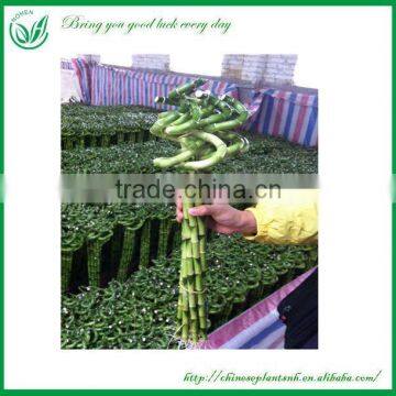 Lucky Bamboo