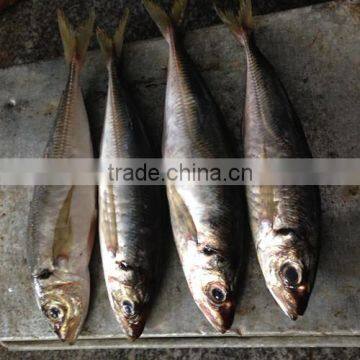 Frozen Big Eye Horse Mackerel 25cm+ photo-3