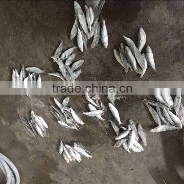 New product canned fish indian oil sardine of China National Standard