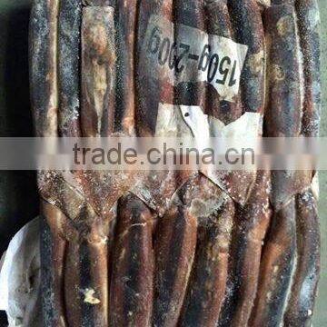 Frozen Illex Squid From CHINA 200-300G photo-2