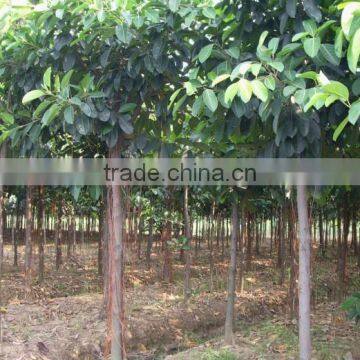 Ficus Altissima for Tropical Climate Garden Plants and Landscaping Trees photo-4