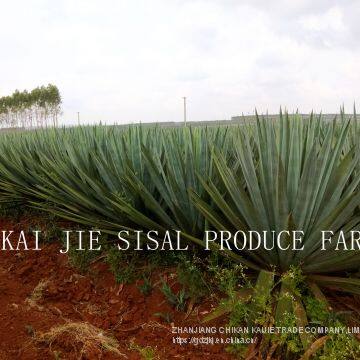 Sisal Products - Best Quality From Original Direct Manufacturer photo-3